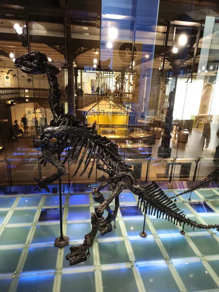 Natural History Museum (Royal Belgian Institute of Natural Sciences) Brussels (Belgium)